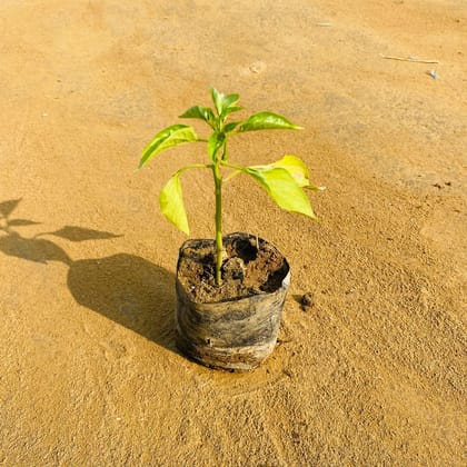 Mirchi / Chili Plant in 3 Inch Nursery Bag