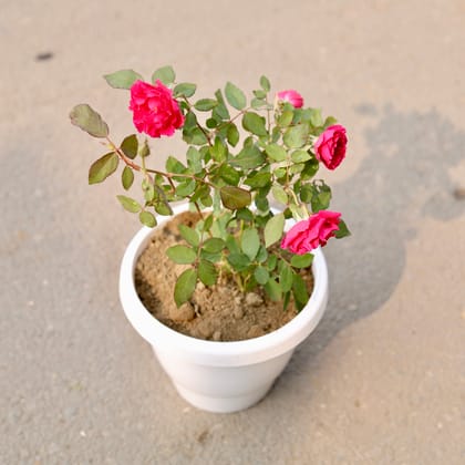 Buy Kashmiri Rose / Gulab (Any Colour) in 8 Inch Classy White Plastic Pot Online | Urvann.com