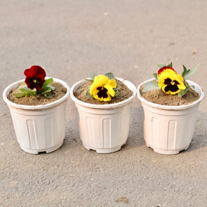 Buy Set Of 3 - Pansy (Any Colour) in 6 Inch White Nursery Pot Online | Urvann.com