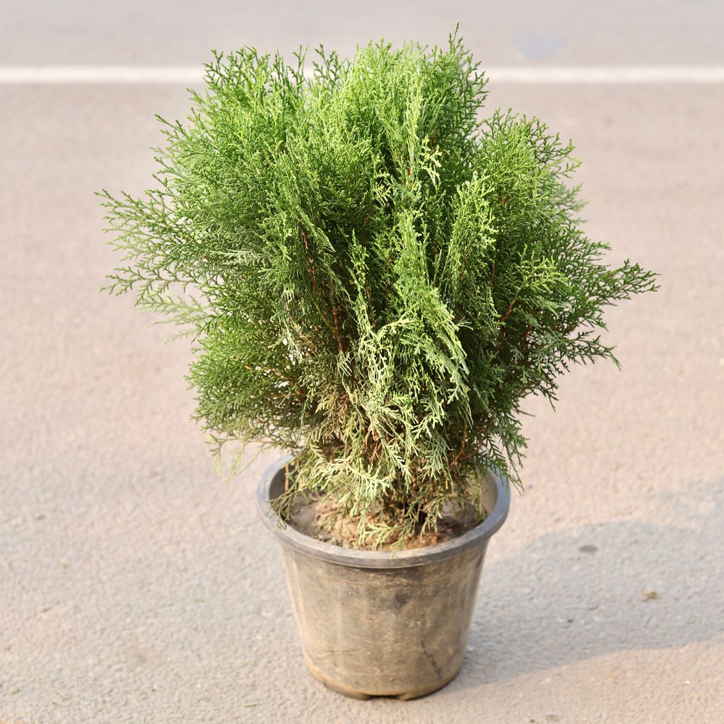 Morpankhi Golden in 8 Inch Nursery Pot