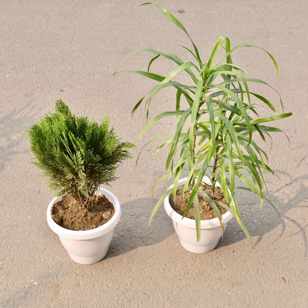 Set Of 2 - Morpankhi & Dracaena Long Leaf in 8 Inch Classy White Plastic Pot