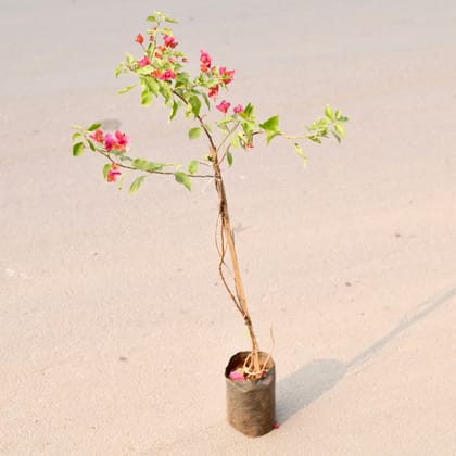 Buy Bougainvillea (Any Colour) in 8 Inch Nursery Bag Online | Urvann.com