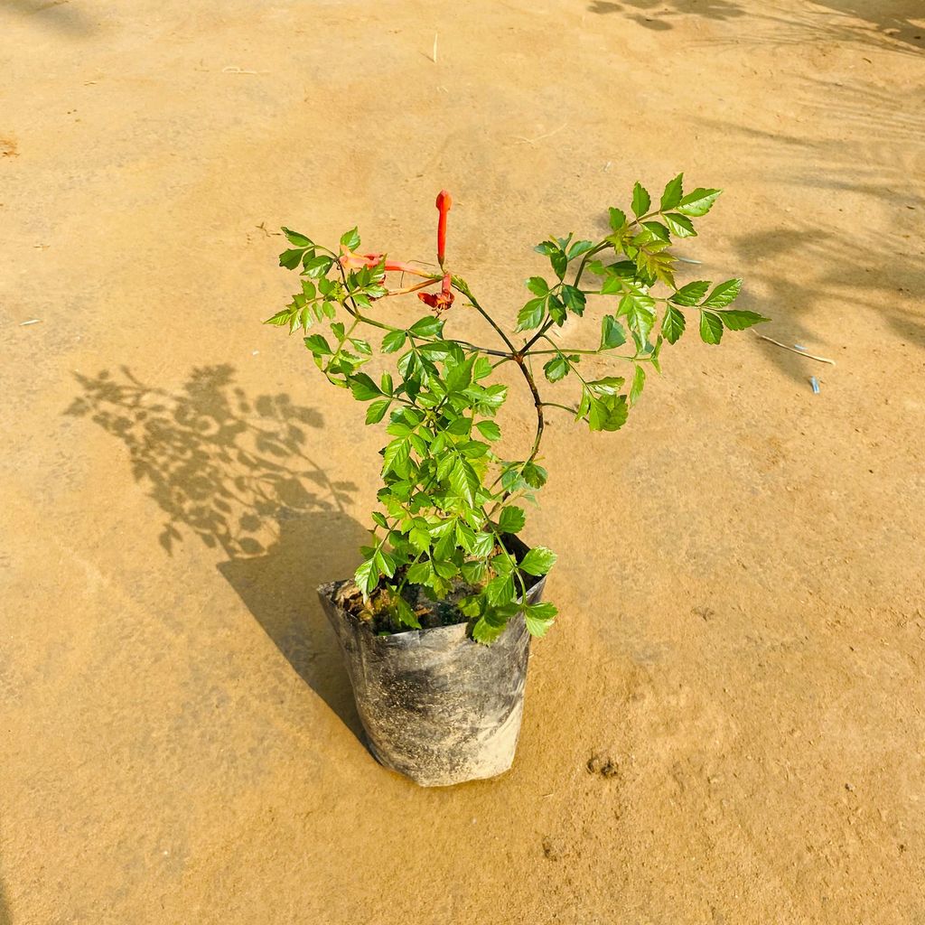 Jatropha / Sundar Rupa (any colour) (~ 3 Ft) in 5 Inch Nursery Bag