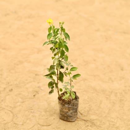 Lantana Yellow in 3 Inch Nursery Bag