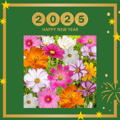 Free Gift - Cosmos Mixed Flower Seeds - Excellent Germination - Flash Sale