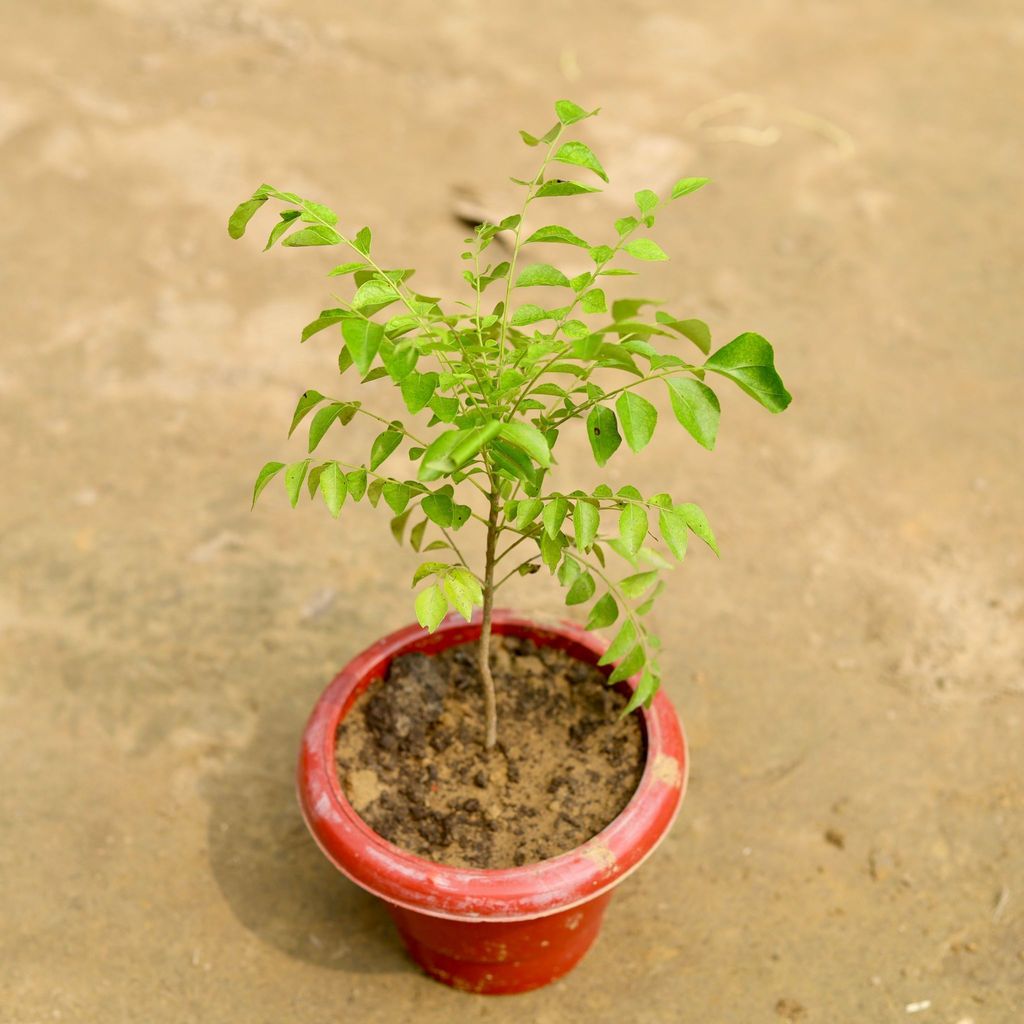 Curry Patta in 6 Inch Classy Red Plastic Pot