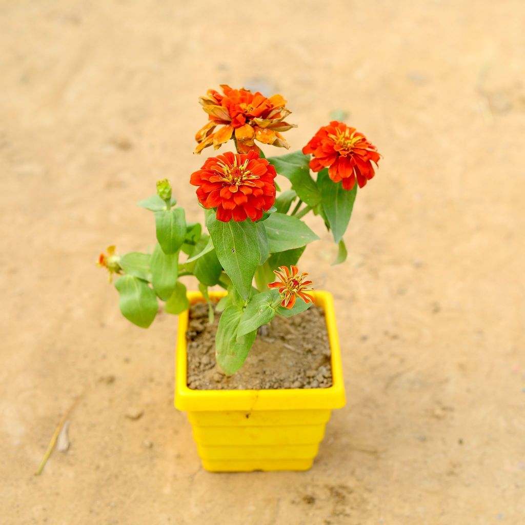 Zinnia (any colour) in 6 Inch Yellow Premium Orchid Square Plastic Pot