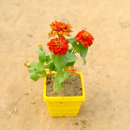 Buy Zinnia (any colour) in 6 Inch Yellow Premium Orchid Square Plastic Pot Online | Urvann.com