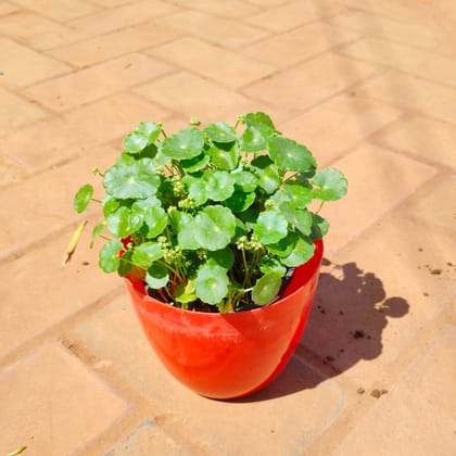 Buy Brahmi Dollar / Pennywort in 6 Inch Red Premium Orchid Round Plastic Pot Online | Urvann.com