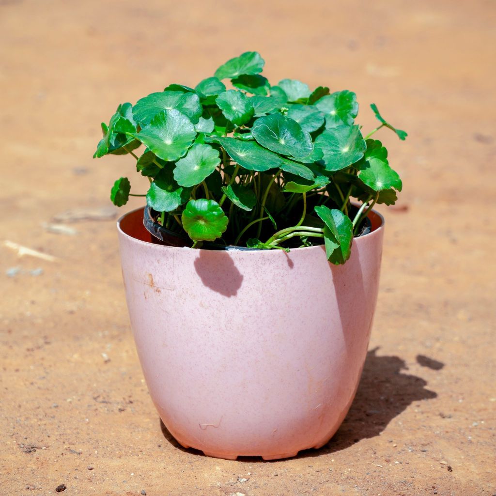 Brahmi Dollar / Pennywort in 6 Inch Pink Marble Premium Orchid Round Plastic Pot