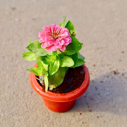 Buy Zinnia (Any Colour) in 6 Inch Classy Red Plastic Pot Online | Urvann.com