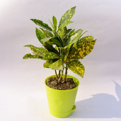 Buy Baby Croton in 4 Inch Green Florence Self Watering Pot Online | Urvann.com