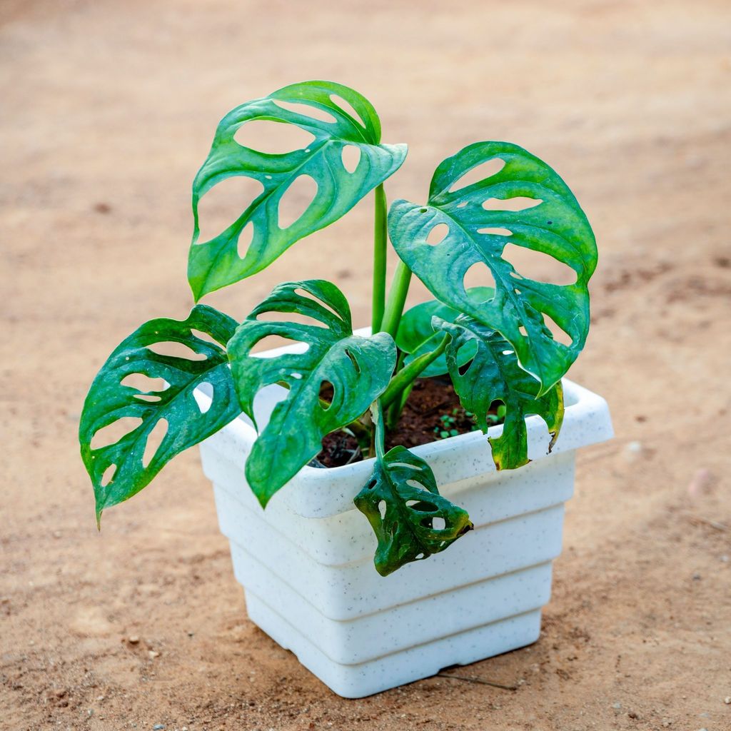 Monstera Broken Heart in 6 Inch White Marble Premium Orchid Square Plastic Pot