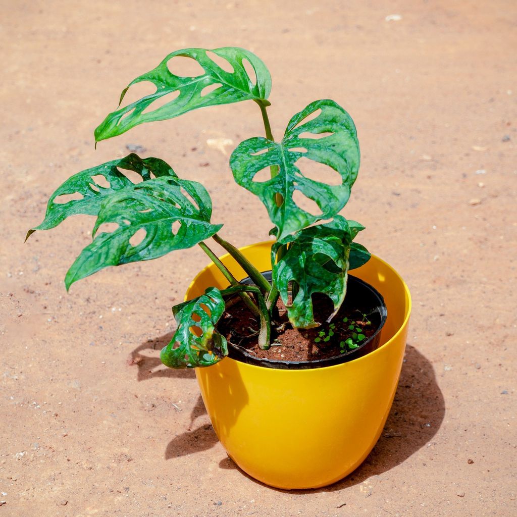 Monstera Broken Heart in 6 Inch Yellow Premium Orchid Round Plastic Pot