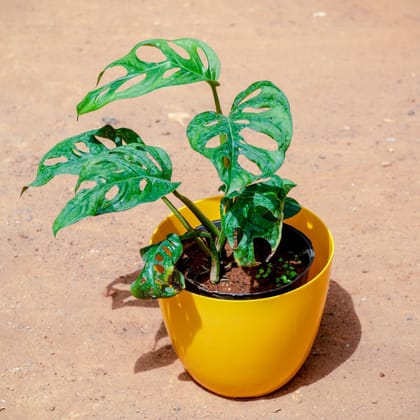 Buy Monstera Broken Heart in 6 Inch Yellow Premium Orchid Round Plastic Pot Online | Urvann.com