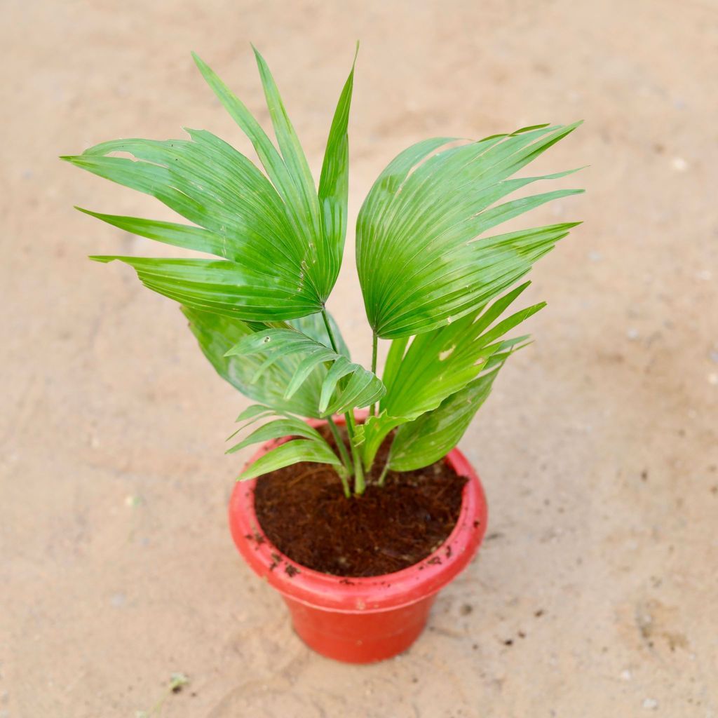 China Palm / Fan Palm in 6 Inch Classy Red Plastic Pot