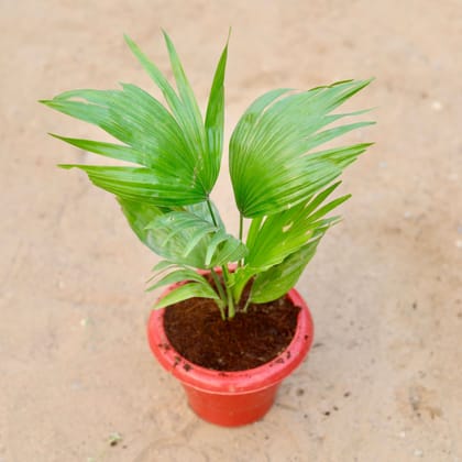 Buy China Palm / Fan Palm in 6 Inch Classy Red Plastic Pot Online | Urvann.com