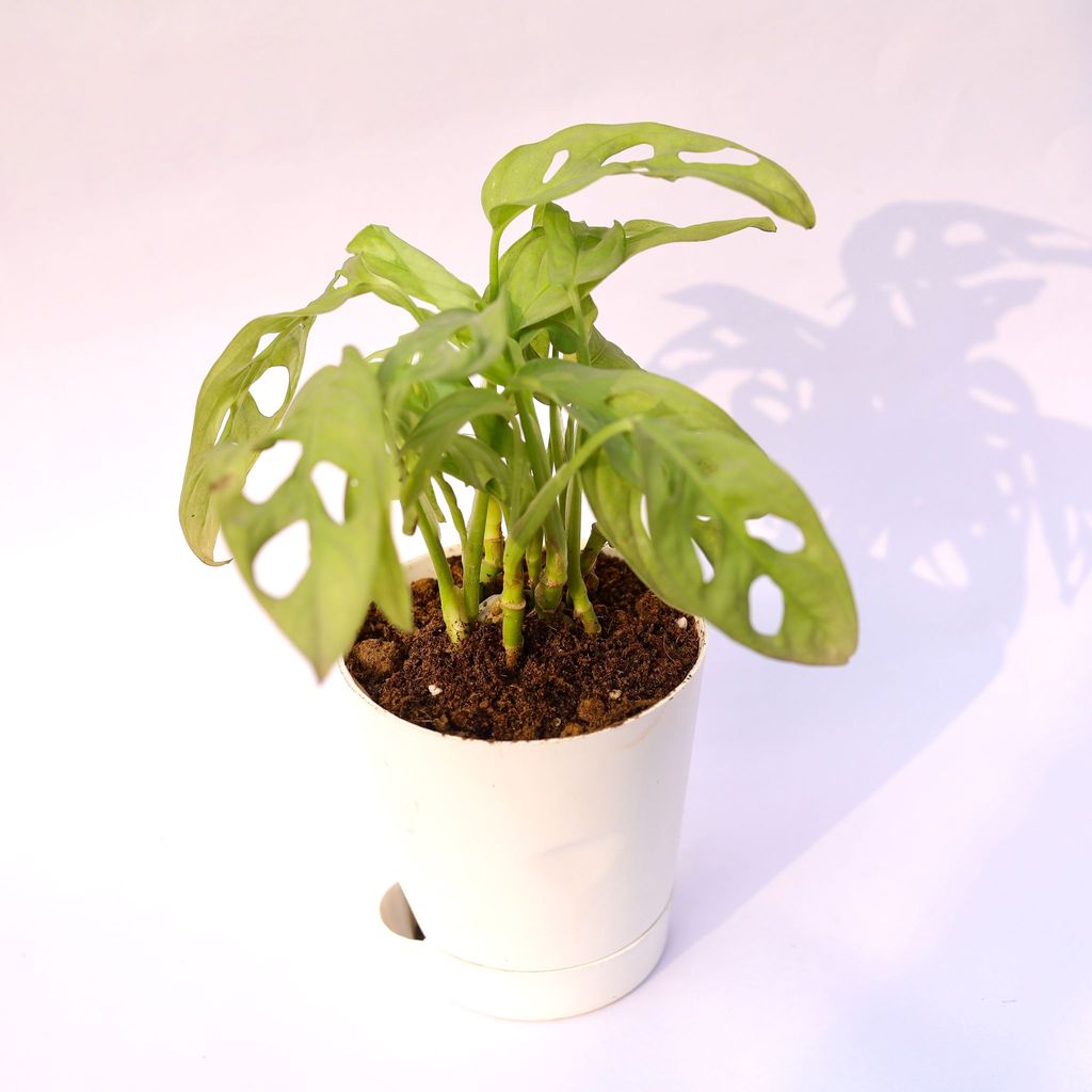 Monstera Broken Heart in 4 Inch White Florence Self Watering Pot