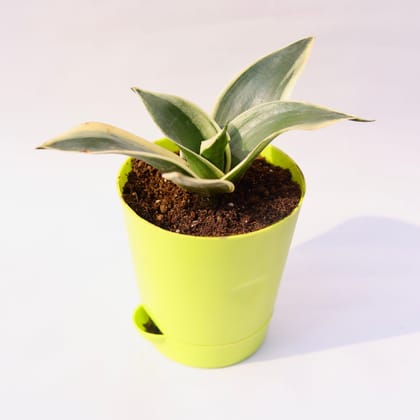 Buy Snake Dwarf Yellow in 4 Inch Green Florence Self Watering Pot Online | Urvann.com