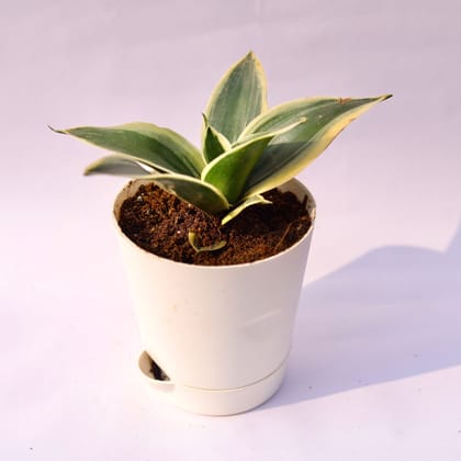 Buy Snake Dwarf Yellow in 4 Inch White Florence Self Watering Pot Online | Urvann.com