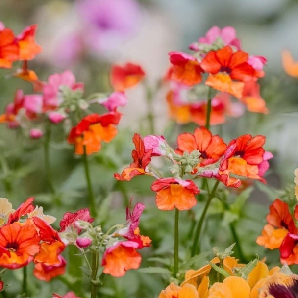 Nemesia Seeds - Excellent Germination