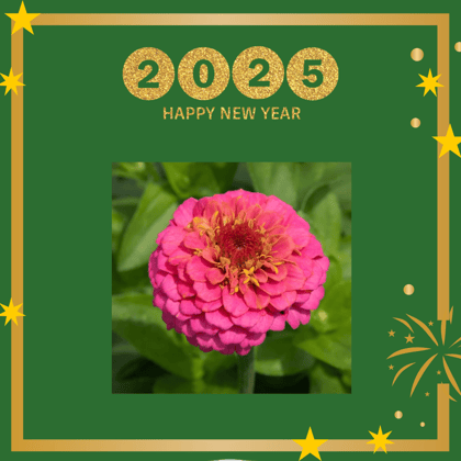 Free Gift - Zinnia Pink Seeds - Excellent Germination - Flash Sale