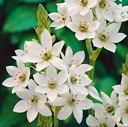 Free Gift - Chincherinchee Flower Bulbs - Starry, Long-Lasting Blooms | Low-Maintenance - Flash Sale