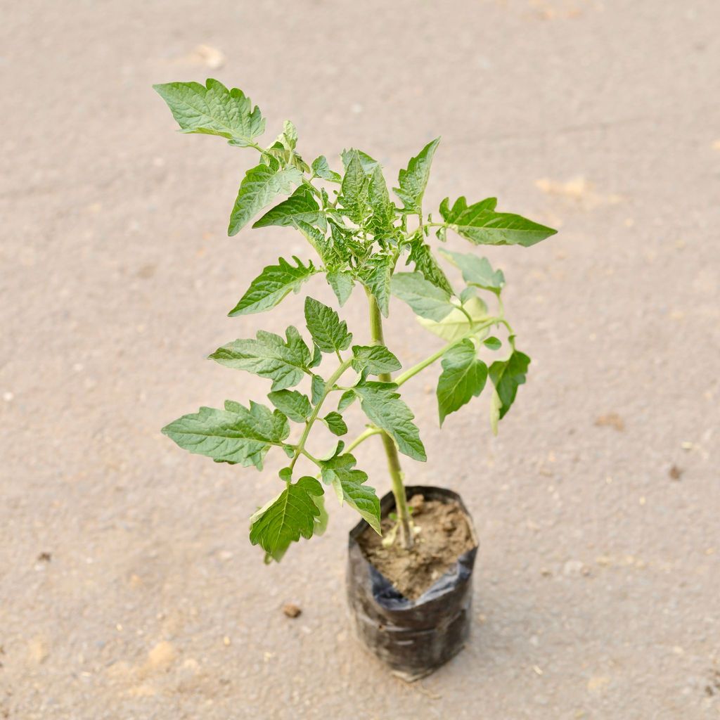 Tomato Plant in 4 Inch Nursery Bag