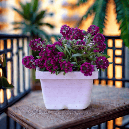 Alyssum Purple in 4 Inch White Marble Premium Orchid Square Plastic Pot