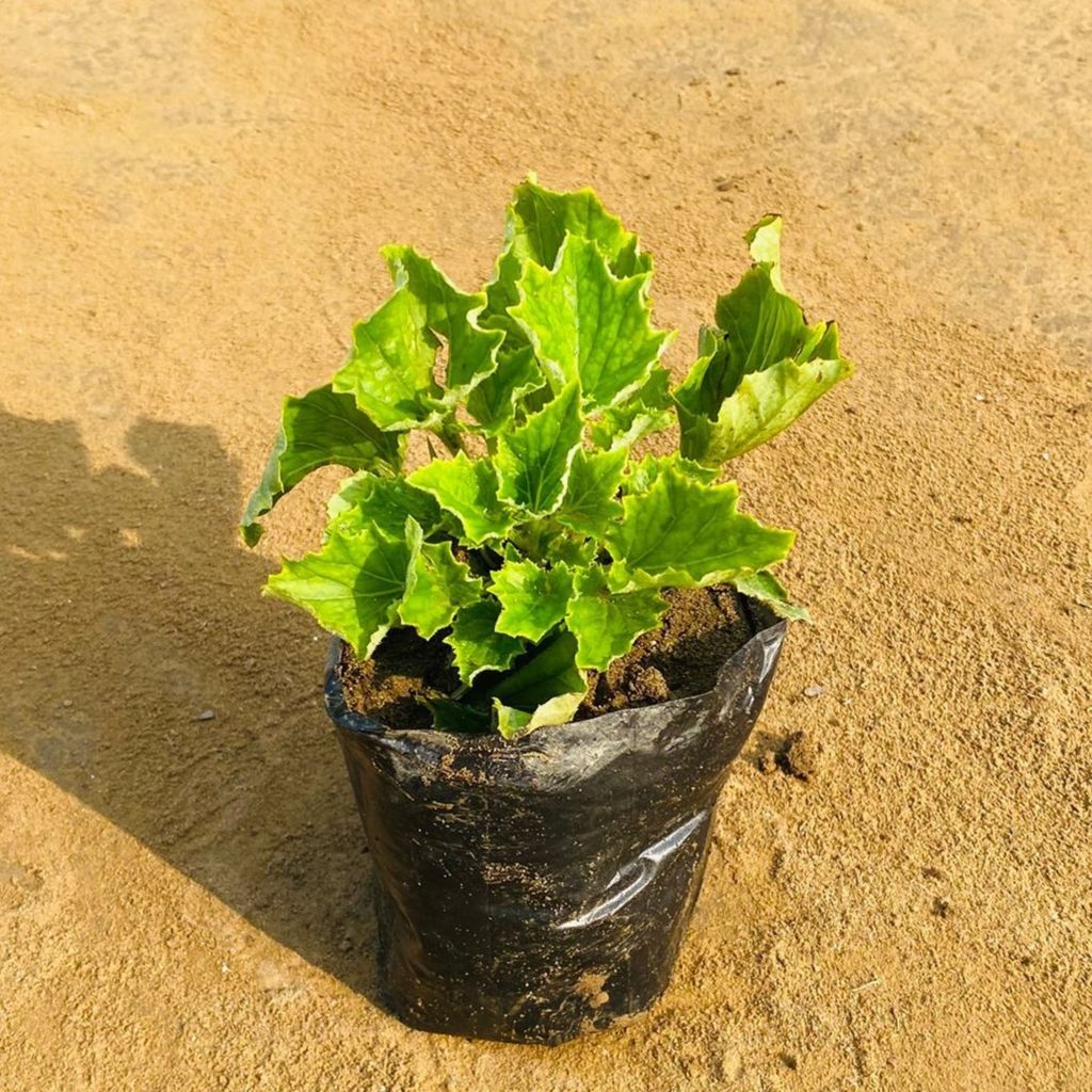 Cineraria (Any Colour) in 4 Inch Nursery Bag