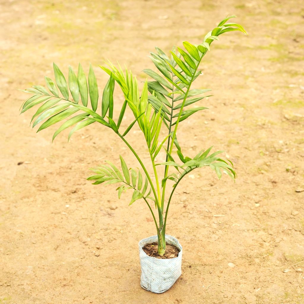 Chamaedorea Palm in 4 Inch Nursery Bag