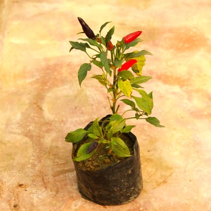 Chilli / Mirchi Baigani in 3 Inch Nursery Bag