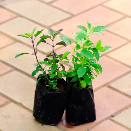 Set of 2 - Tulsi (Rama & Shyama) in 4 Inch Nursery Bag