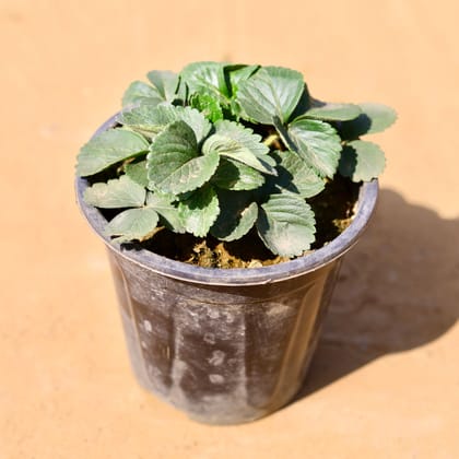 Strawberry Plant in 5 Inch Nursery Pot