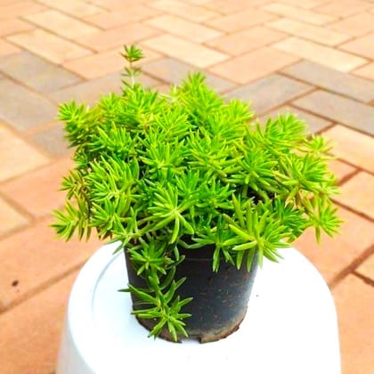 Sedum Green Succulent in 3 Inch Nursery Pot