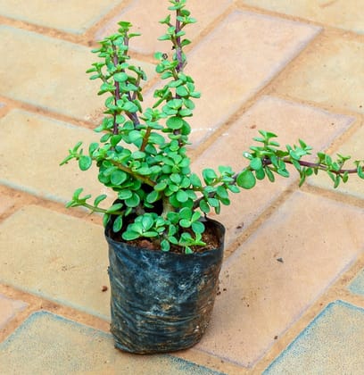 Jade in 4 Inch Nursery Bag