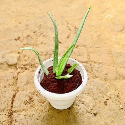 Aloe Vera in 8 Inch Classy White Plastic Pot