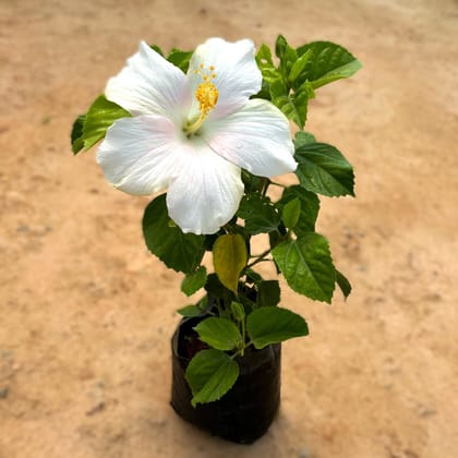 Hibiscus White in 6 Inch Nursery Bag