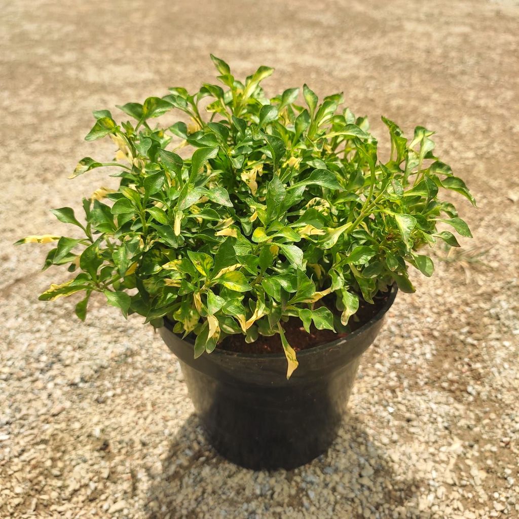 Alternanthera Green in 5 Inch Nursery Pot