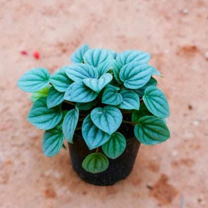 Peperomia Argyreia in 3 Inch Nursery Pot