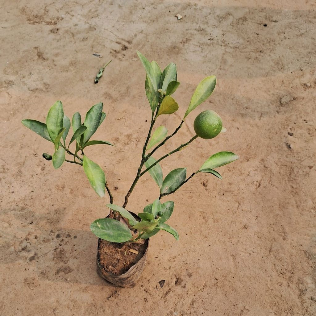 China Orange / Narangi in 4 Inch Nursery Bag