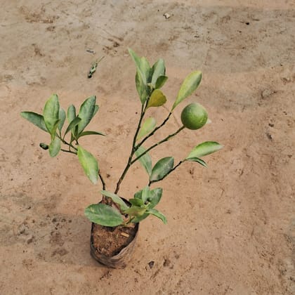 Buy China Orange / Narangi in 4 Inch Nursery Bag Online | Urvann.com