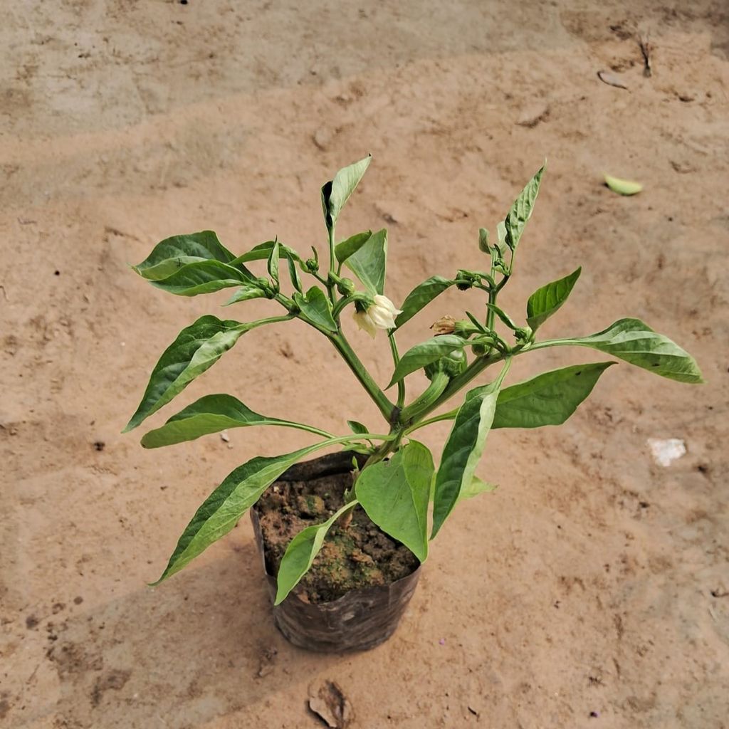 Capsicum / Shimla Mirch in 4 Inch Nursery Bag