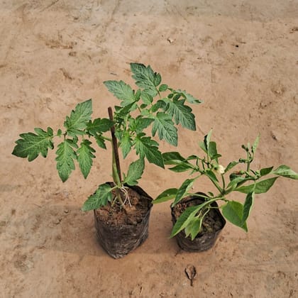 Buy Set of 2 - Tomato & Capsicum in 4 Inch Nursery Bag Online | Urvann.com