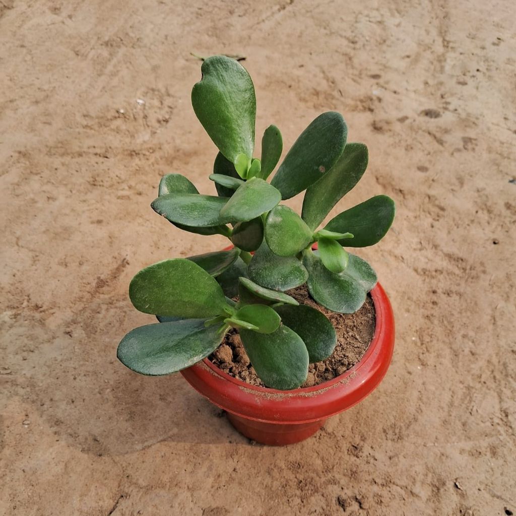 Crassula in 6 Inch Red Classy Plastic Pot