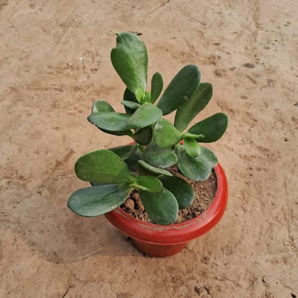 Buy Crassula in 6 Inch Red Classy Plastic Pot Online | Urvann.com