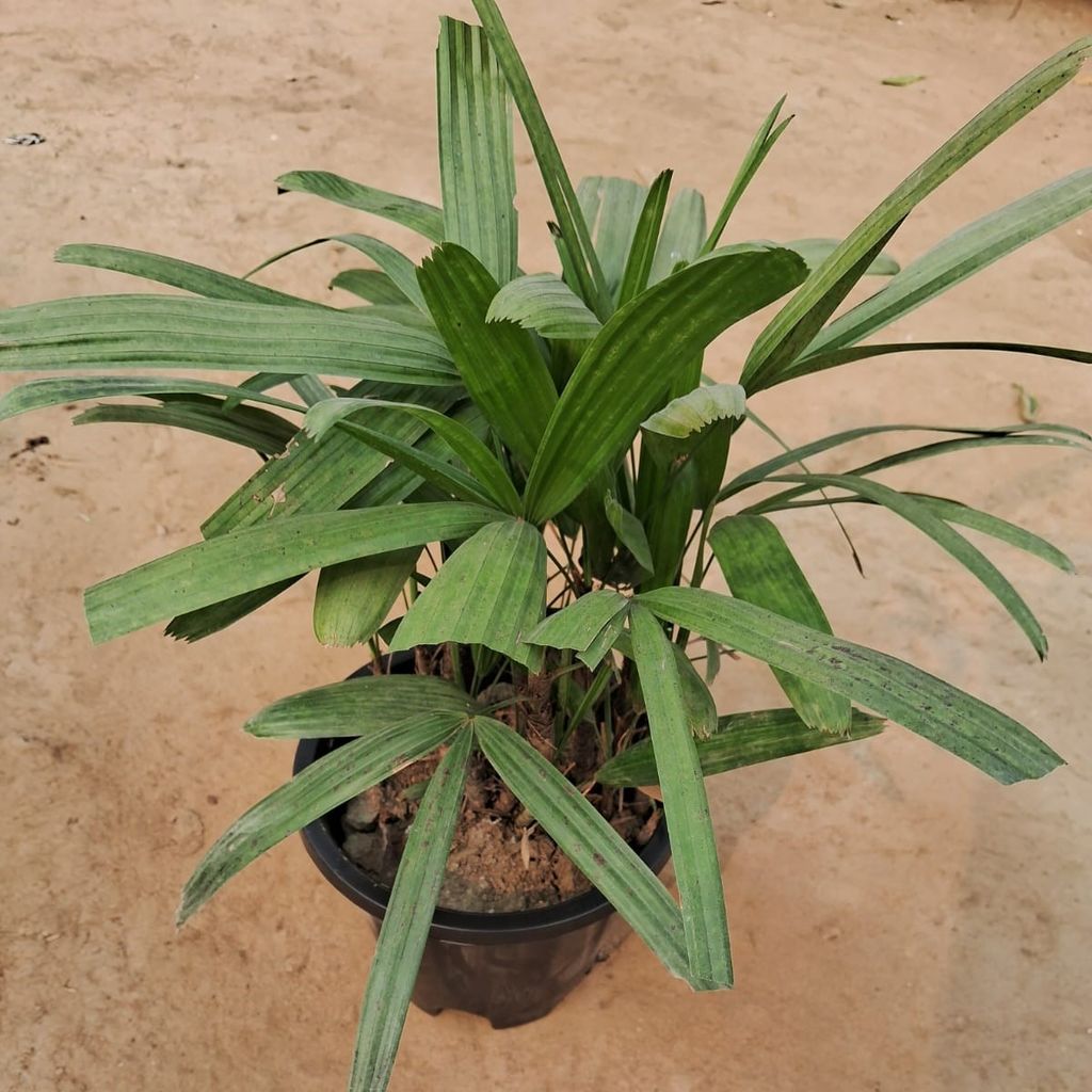 Raphis Palm in 8 Inch Nursery Pot