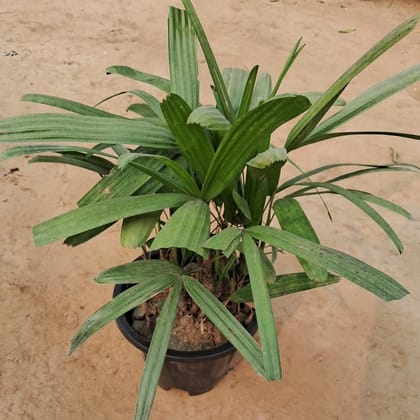 Buy Raphis Palm in 8 Inch Nursery Pot Online | Urvann.com