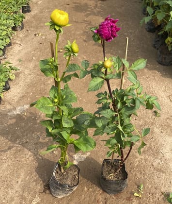 Set of 2 - Dahlia Plant (any colour) in 4 Inch Nursery Bag