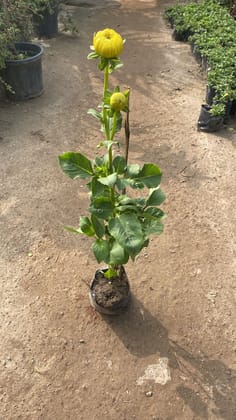 Dahlia (any colour) in 5 Inch Nursery Bag